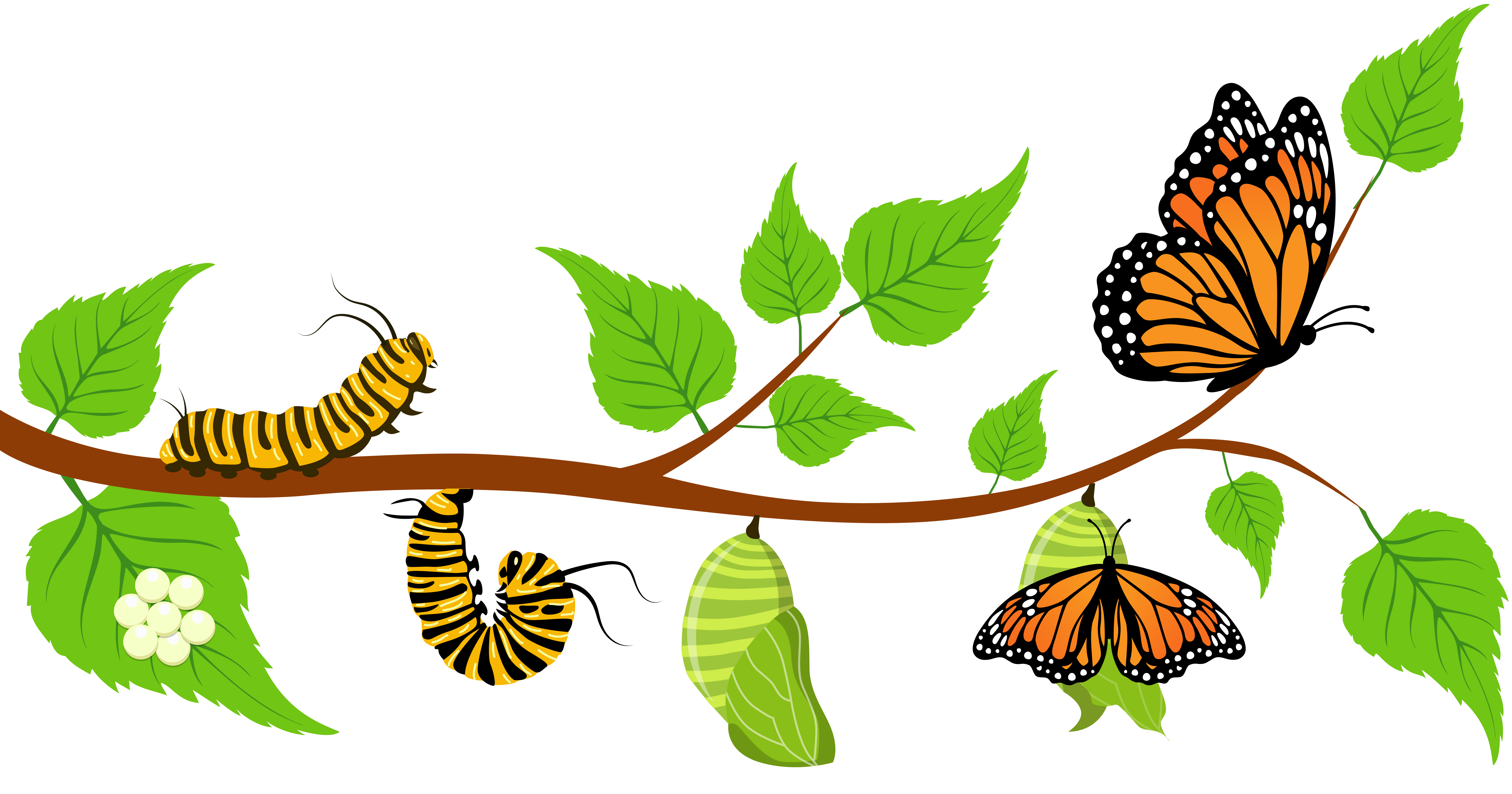 Monarch Life Cycle